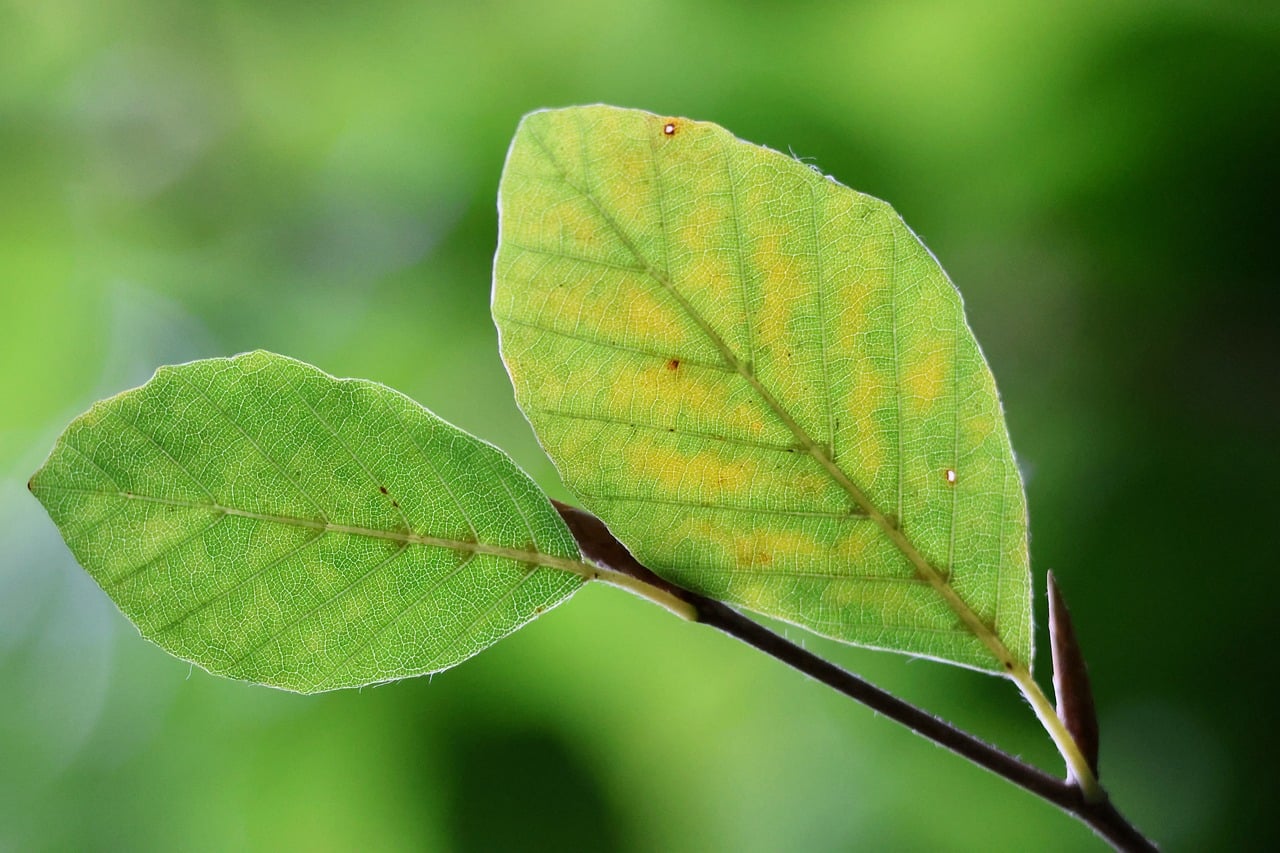 Grüne Blätter, Blattadern, Natur, Makro