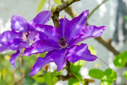 Blomster, Lilla, Natur, Klematis