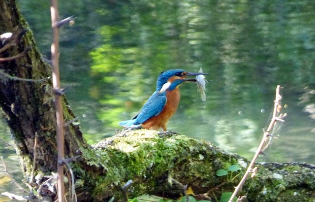 Fugl, Isfugl, Natur, Dyr, Flod, Vand