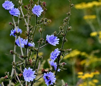 Cikorie, Blomst, Blå, Sommer, Natur
