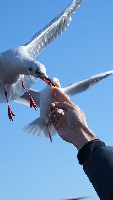 Free Bird Seagull photo and picture