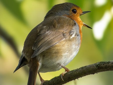 Free Nature Wildlife photo and picture