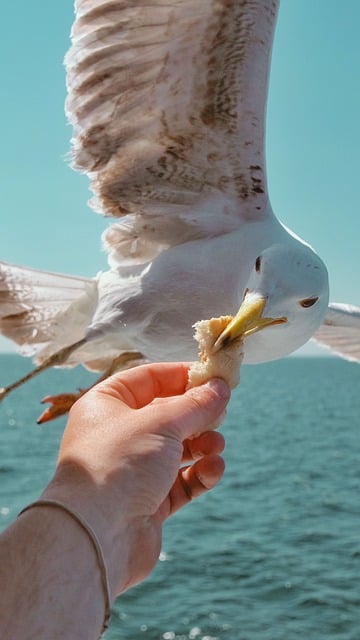Free Seagull Feeding photo and picture