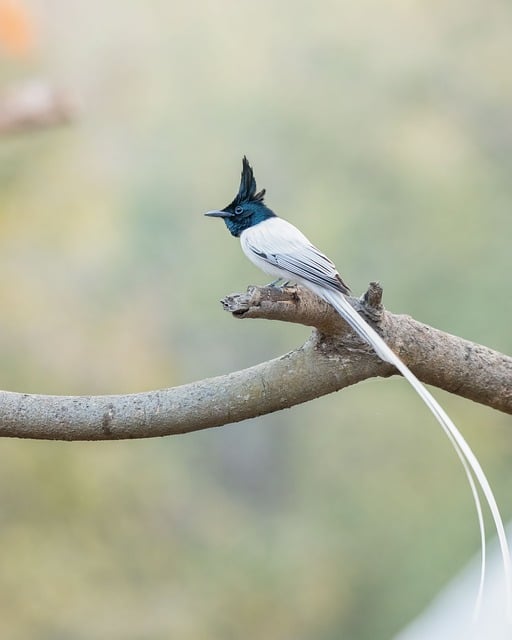 Free Nature Plumage photo and picture