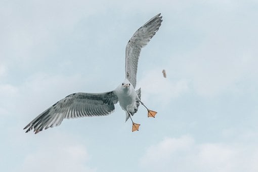 Free Bird Seagull photo and picture