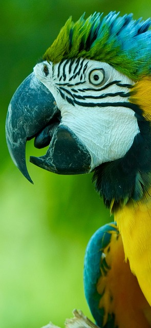 Free Parrot Macaw photo and picture