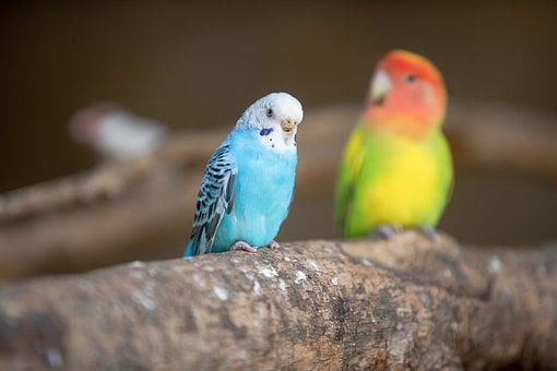 Free Bird Beautiful Wallpaper photo and picture