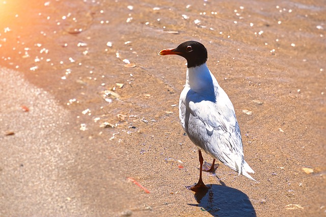 Möwe, Strand, Sand, Küste, Sonne