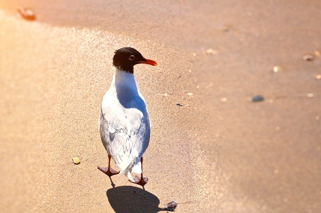 Möwe, Strand, Sand, Meer, Vogel