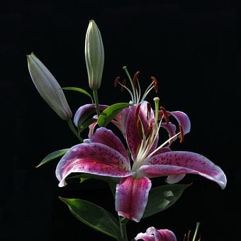 Lilje, Orientalsk, Natur, Blomst