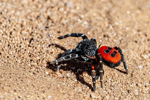 Free Spider Ladybird photo and picture
