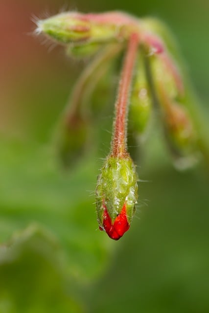 Free Macro Flower Bud photo and picture