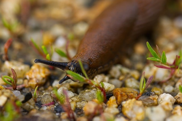 Free Macro Photography photo and picture