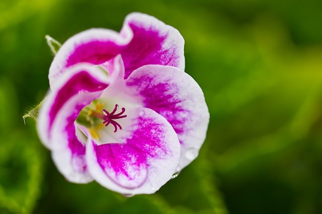 Free Macro Flower photo and picture