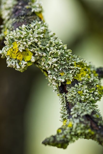 Free Macro Lichen photo and picture