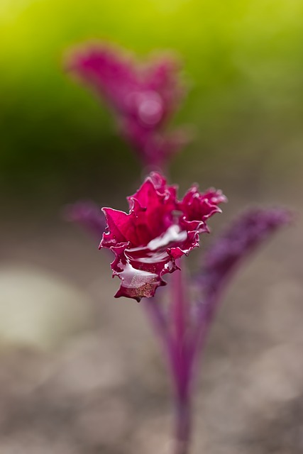Free Ornamental Kale Macro photo and picture