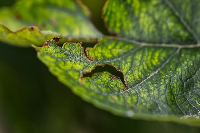 Free Macro Leaf photo and picture