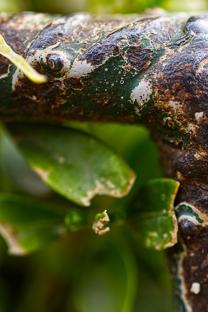 Free Macro Photography Rusty Metal photo and picture