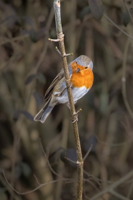 Free Bird Robin photo and picture