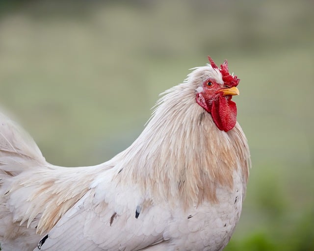Free Rooster White photo and picture