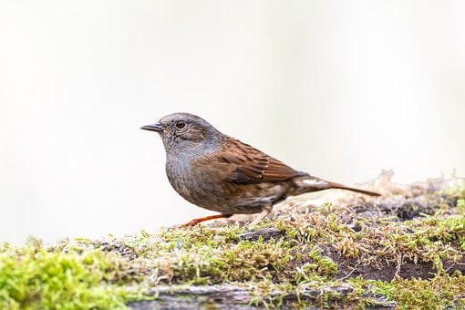 Heggenmus, Natuur, Ornithologie, Vogel