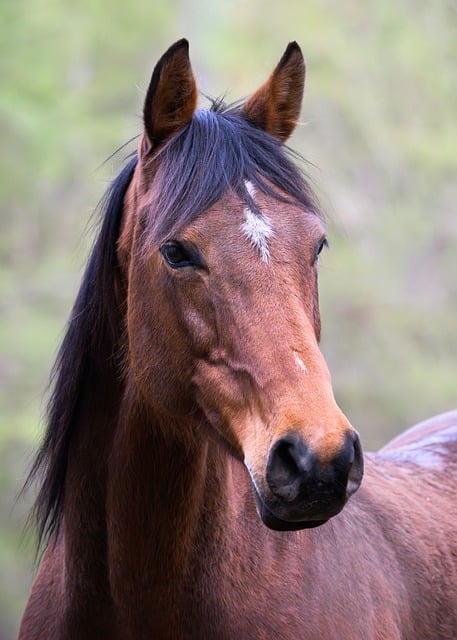 Paard, Manen, Hoofd, Zoogdier, Dier