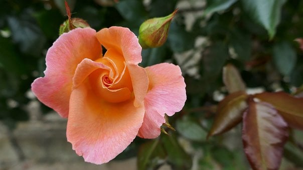 Free Rose Flower photo and picture