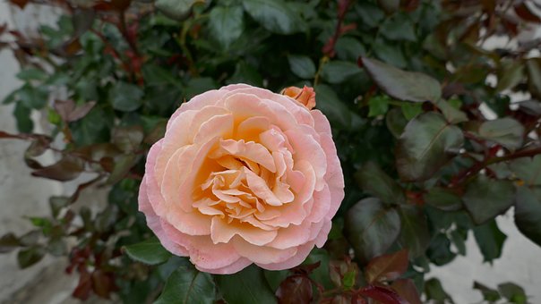 Free Rose Flower photo and picture