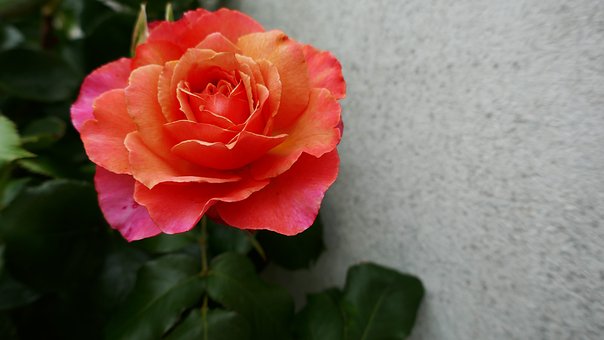 Free Rose Flower photo and picture