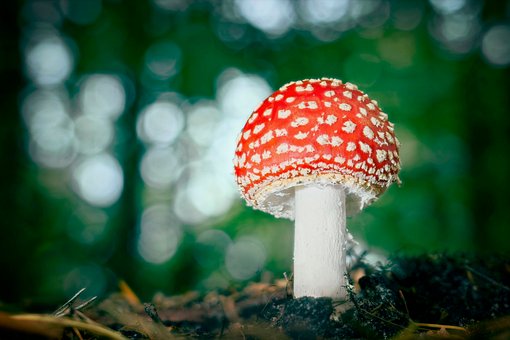 Free Fly Agaric Forest Floor photo and picture