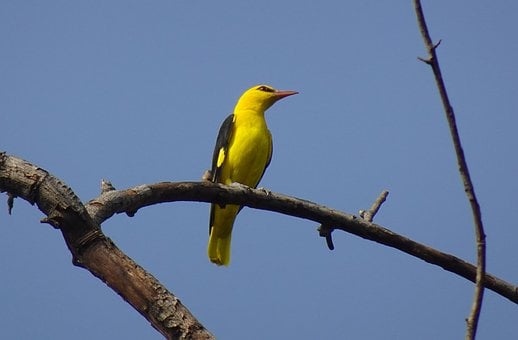Fugl, Sangfugl, Indisk Gyldenoriole, Gul
