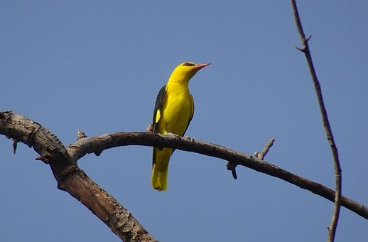 Indisk Gylden Oriole, Fugl, Sangfugl