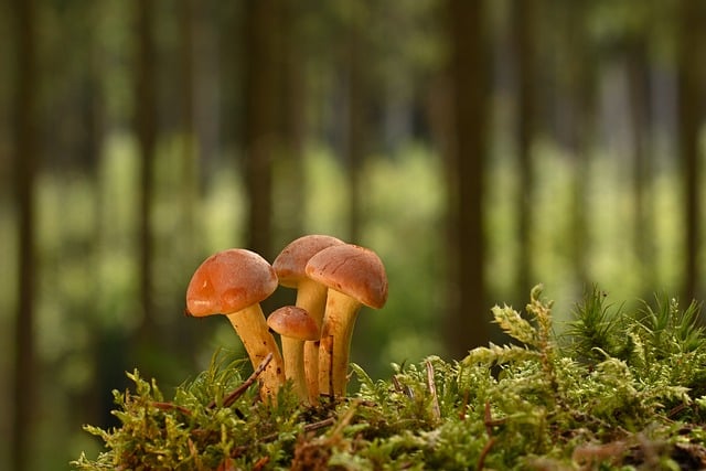 Free Mushrooms Forest photo and picture