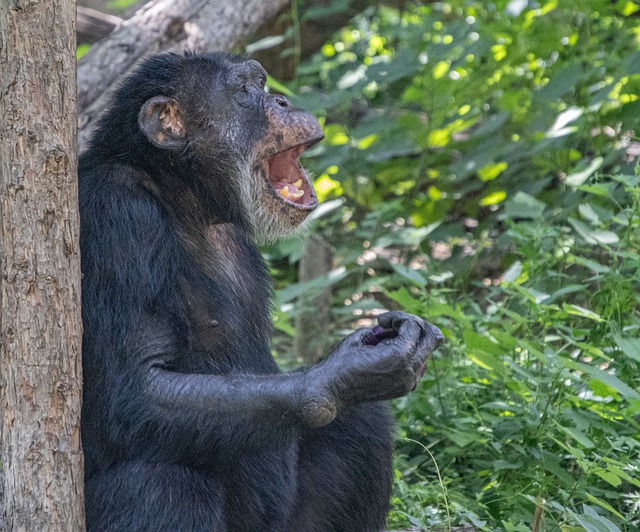 Free Chimpanzee Animal photo and picture