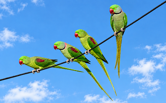 Alexandriner, Fugle, Siddende, Kabel