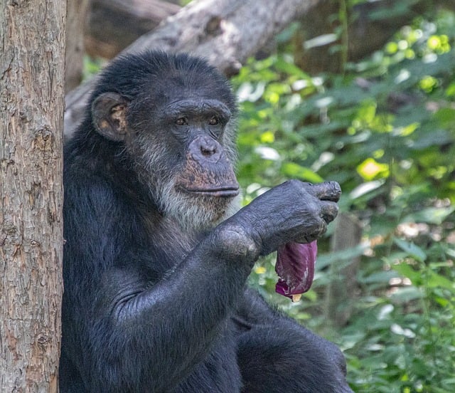 Free Chimpanzee Zoological photo and picture
