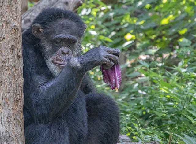 Free Chimpanzee Rainforest photo and picture