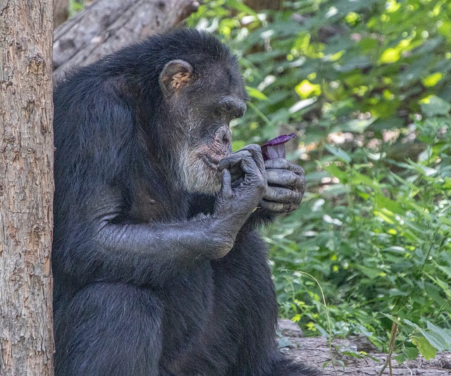 Free Chimpanzee Forest photo and picture