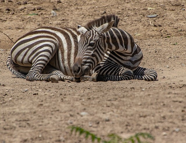 Free Zebra Animal photo and picture