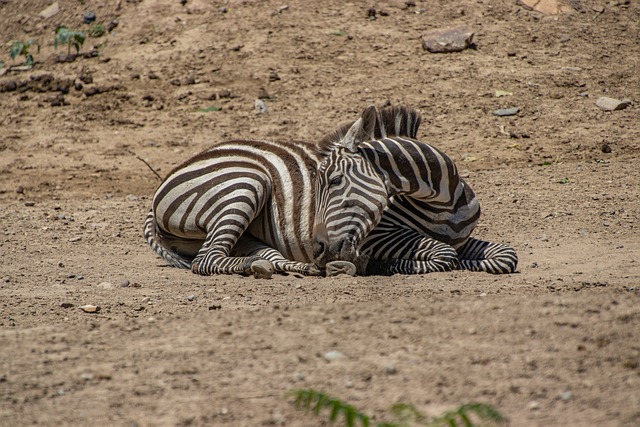 Free Zebra Animal photo and picture
