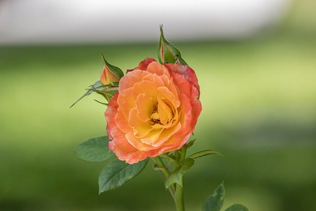 Free Rose Bloom photo and picture