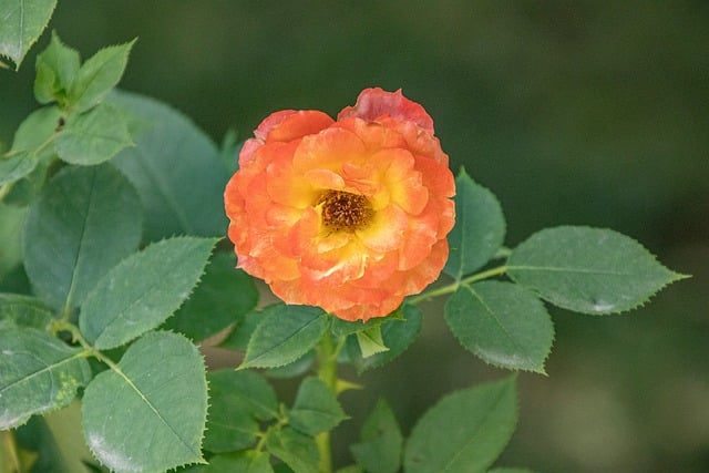Free Rose Flower photo and picture