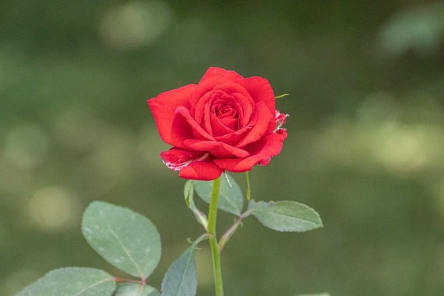 Free Rose Flower photo and picture