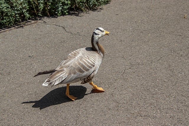 Free Goose Waterfowl photo and picture