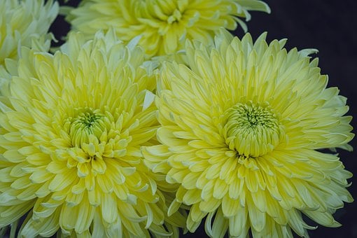 Crisantemo, Flor Amarilla