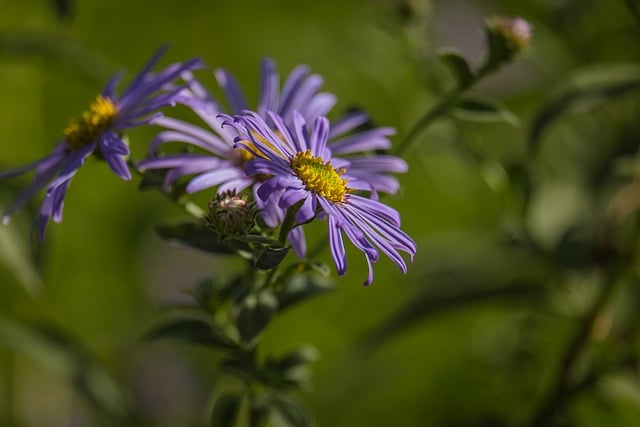Lila Blume, Natur, Frisch, Garten