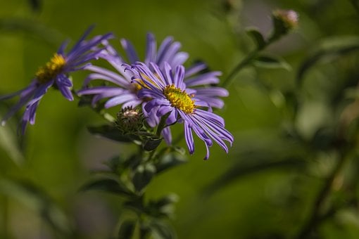 Flor Morada, Naturaleza, Fresco, Jardín
