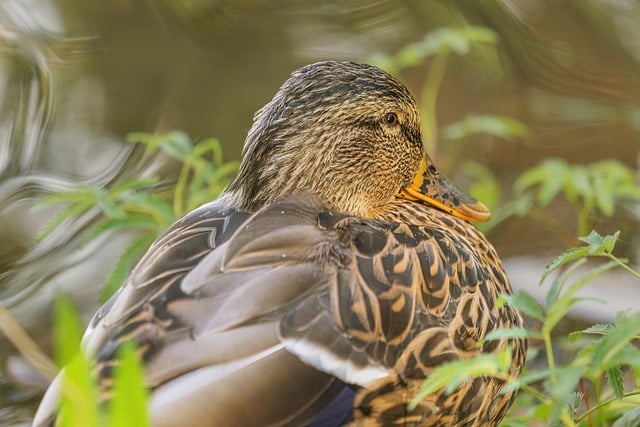 Pato, Animal, Naturaleza, Salvaje