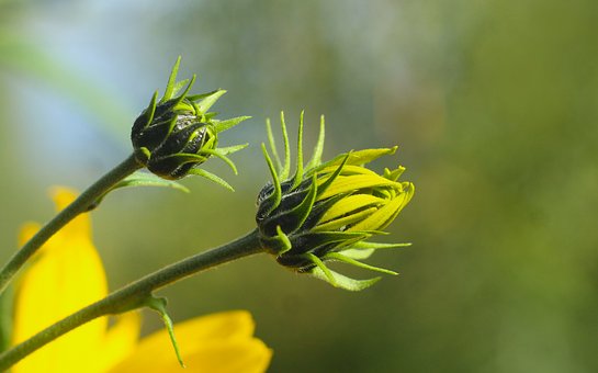 Free Bud Yellow photo and picture