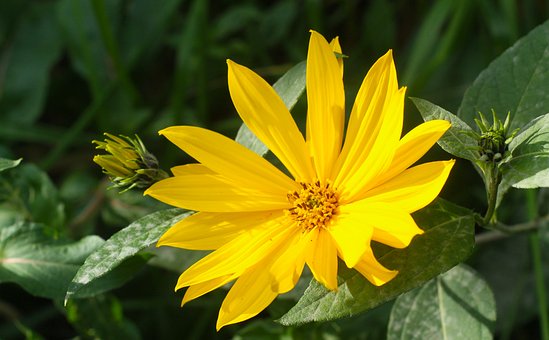Free Flower Flower Wallpaper photo and picture